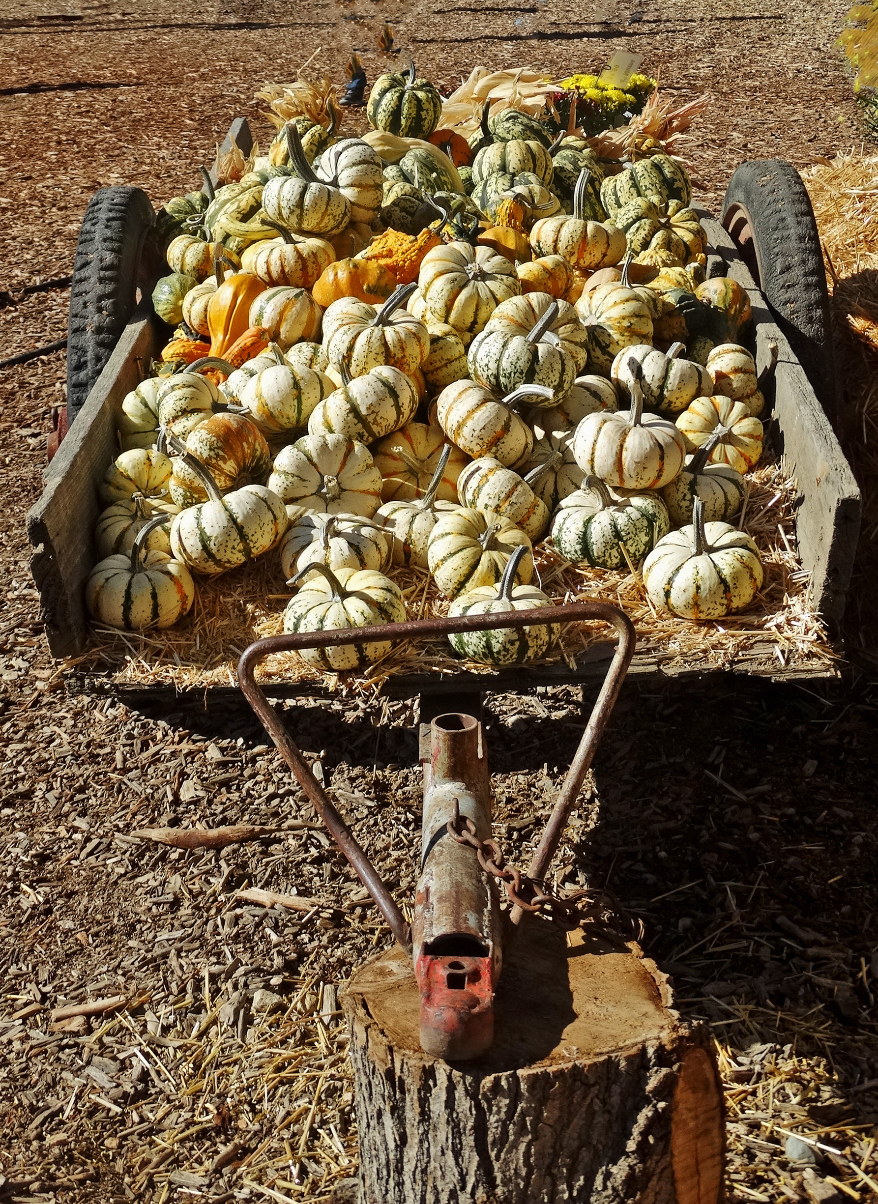 A wooden wheelbarrow heaped with striped autumn pumpkins