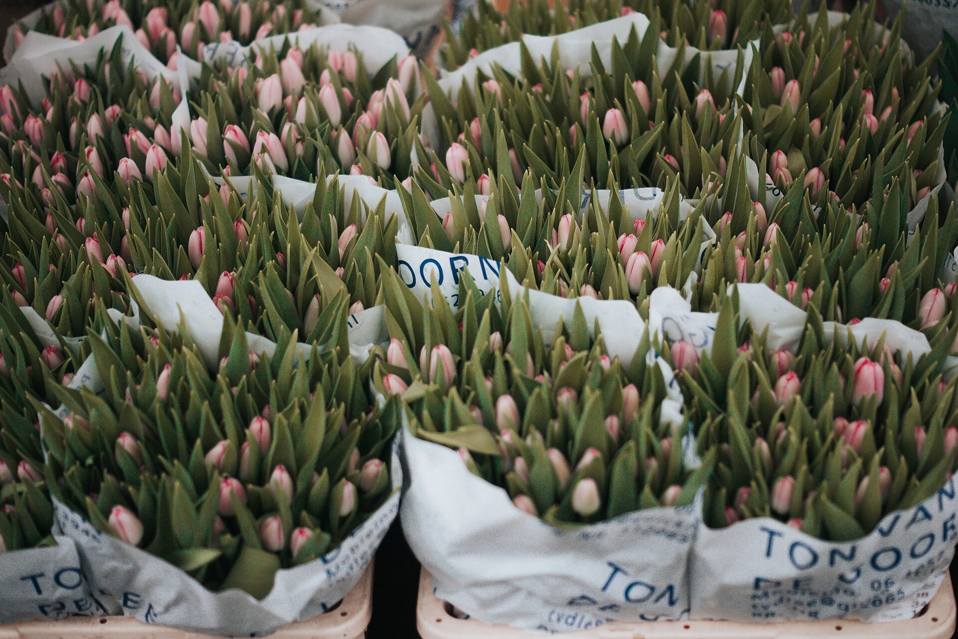 Bunches of pale pink tulips wrapped in paper at a flower market
